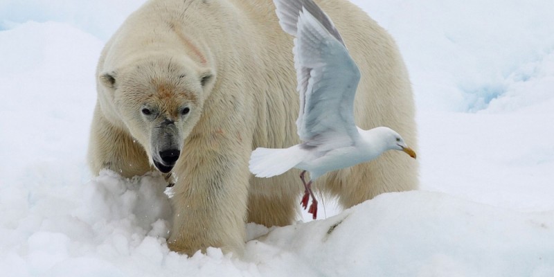 Recent travels in the arctic, Jim Wilson