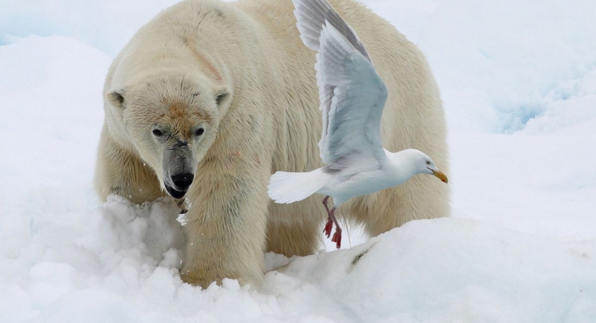 Recent travels in the arctic, Jim Wilson